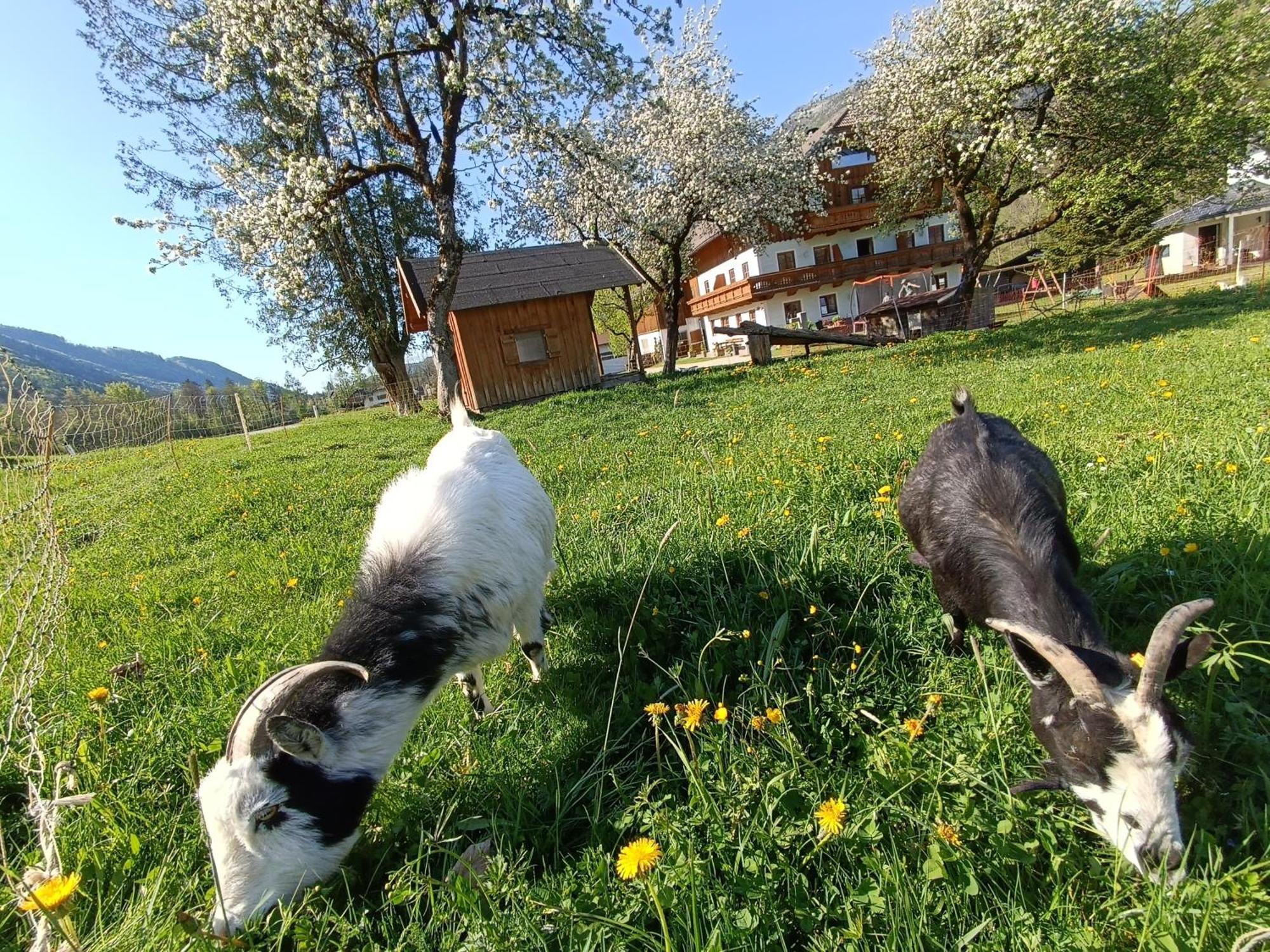 Hintererhof Apartment Hintersee Bagian luar foto